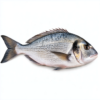 Dorade