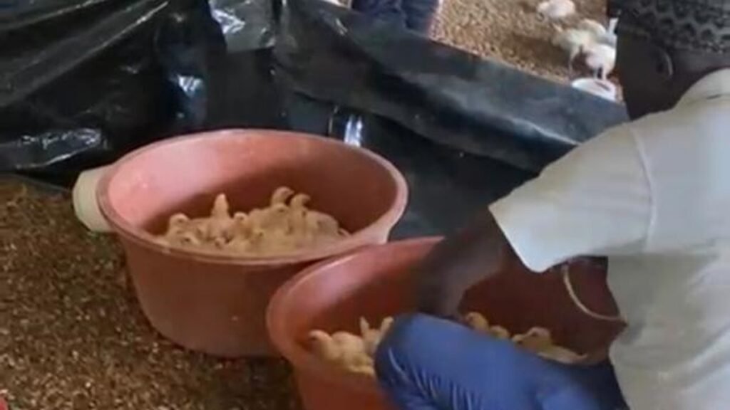 Poussins en bassine dans un poulailler, élevage de volaille au Sénégal