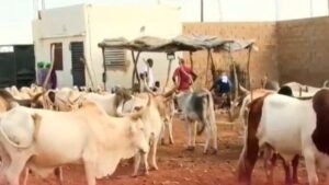 Zébus au marché de bétail, achat de bœufs sur pied par MATA au Sénégal