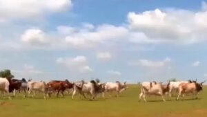 Troupeau de zébus en pâturage dans la zone sylvopastorale du Sénégal
